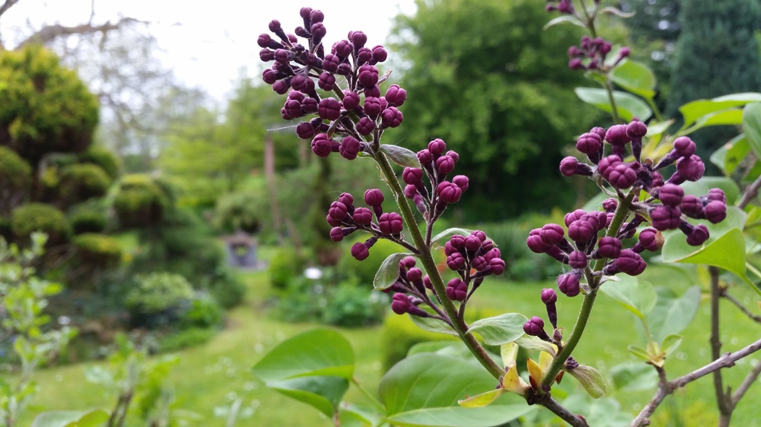 Düfte lösen zwar keinen Allergien aus, aber sie können unangenehme körperliche Reaktionen verursachen. 